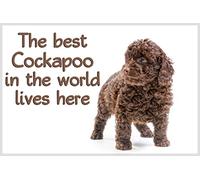 Cockapoo Chocolate Brown Puppy Fridge Magnet - Ideal Birthday Gift for The Dog Lover