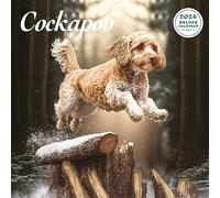 Cockapoo Deluxe 2024 Calendar