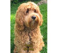 Cockapoo Dog Birthday Card