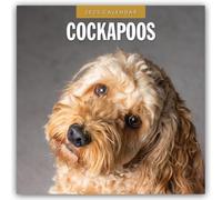 Cockapoos 2025 Square Wall Calendar