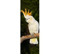 COCKATOO 3 D Lenticular Bookmark with amazing moving effect (Flip), 5,8 x 2,0 inches, by Edition Colibri (10158)