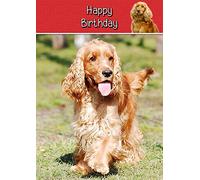 Cocker Spaniel Birthday Card