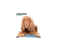 Cocker Spaniel Calendar - Modern