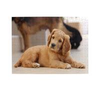 Cocker Spaniel Puppy Small Spaniel Dogs Pets,500 Pieces Puzzles for Adults-Wooden Jigsaw Puzzle for Adults Elderly
