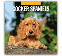 Cocker Spaniels 2025 Square Wall Calendar