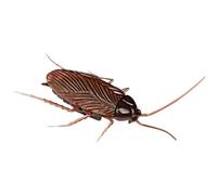 Cockroaches Pet Electric Toy Funny Pet Toys Interactive Electronic Toy For Cats Toys Training Dogs Spider Puppy Insect