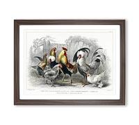 Cocks & Hens By Oliver Goldsmith Vintage Framed Print | A3 Walnut Framed Wall Art | Ready to Hang | Classic Nature Picture | Living Room Bedroom Lounge Office