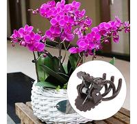Cocoarm Garden Plant Clips Gentle Support, Plant Clamp, Essential Garden Tool, Sturdy Design, Easy Fixation, Suitable for Various Scenes, for Courtyard, Flower Market, Greenhouse (Brown)