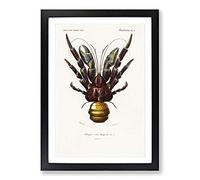 Coconut Crab by Charles d' Orbigny Framed Print | A2 Black Framed Wall Art | Ready to Hang | Modern Animal Picture | Living Room Bedroom Lounge Office