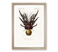 Coconut Crab by Charles d' Orbigny Framed Print | A2 Oak Framed Wall Art | Ready to Hang | Modern Animal Picture | Living Room Bedroom Lounge Office