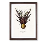 Coconut Crab by Charles d' Orbigny Framed Print | A2 Walnut Framed Wall Art | Ready to Hang | Modern Animal Picture | Living Room Bedroom Lounge Office