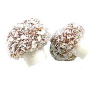 Coconut Mushrooms (1kg)