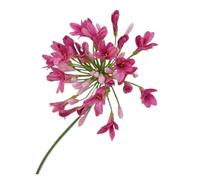 cocoontail Artificial Silk Agapanthus Bouquet - Realistic Wedding Floral Decor For Home, Events, Photo Shoots, 76cm (14cm Flower Head)(Rose Pink)