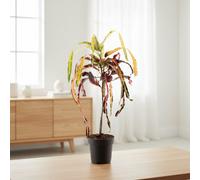 Cod Var Dreadlock Pot Size 19 Cm Height 70 Croton Indoor Houseplant