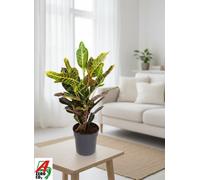 Cod Var Excellent Pot Size 19 Cm Height 70 Croton Indoor Houseplant