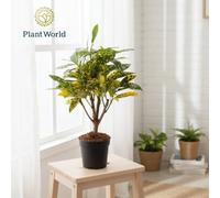 Cod Var Gold Sun Pot Size 7 Cm Height 20 Croton Indoor Houseplant