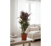 Cod Var Mammi Pot Size 30 Cm Height 140 Croton Variegatum Indoor Houseplant