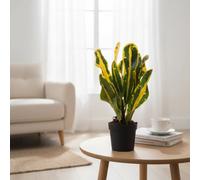 Cod Var Mammi Pot Size 7 Cm Height 25 Croton Indoor Houseplant