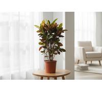 Cod Var Mixed Pot Size 30 Cm Height 140 Croton Varieties Indoor Houseplant