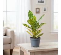 Cod Var Mixed Pot Size 8.5 Cm Height 20 Croton Indoor Houseplant