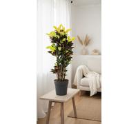 Cod Var Mrs Iceton Verstemt Pot Size 31 Cm Height 140 Croton Indoor Houseplant