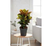 Cod Var Petra Verstemt Pot Size 24 Cm Height 90 Croton Indoor Houseplant