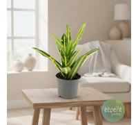 Cod Var Sunny Star Pot Size 8.5 Cm Height 20 Croton Indoor Houseplant