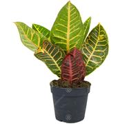 Codiaeum Variegatum Petra Croton Live Indoor Decorative Houseplant In 13Cm Pot