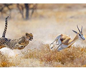 Coevolution: Peace Accords and Arms Races