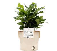 Coffee Arabica Houseplant With Pot, Indoor Plant for Office, Home, Bedroom, Kitchen & Living Room, Improves Air Quality, Real Plant by Luxe Leaf Plants