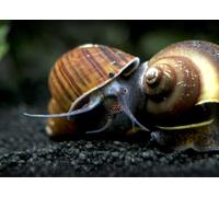 COFFEE MYSTERY SNAIL - AQUARIUM ALGAE EATER - LIVE FISH FRESH WATER SNAILS (3)