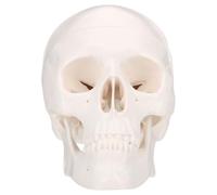 COHEALI Model White Plastic in Human Learning Structure for Skull Visual Aids and Physical Health Teaching and School Education