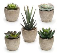 Coitak Artificial Succulent Plants Potted, Assorted Decorative Faux Succulent Potted Fake Cactus Cacti Plants with Pots, Set of 5
