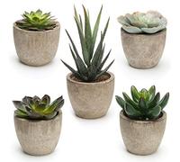 COITEK Set of 5 Artificial Succulent Plants Potted Assorted Decorative Faux Succulent Potted Fake Cactus Cacti Plants with Pots