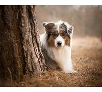 COKYIS 5D Diamond Painting by Numbers Kit Australian Shepherd DIY Full Drill Crystal Rhinestone Embroidery Diamond Embroidery Diamond Dots Arts Home Decor (16x20inch)