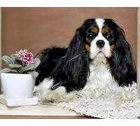 COKYIS 5D Diamond Painting by Numbers Kit Cavalier King Charles Spaniel DIY Full Drill Crystal Rhinestone Embroidery Diamond Embroidery Diamond Dots Arts Home Decor (16x20inch)