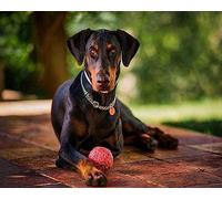 COKYIS 5D Diamond Painting Kits Doberman Pinscher DIY Full Drill Diamond Painting Kits for Adults Crystal Rhinestone Embroidery Canvas Art Craft(16x20inch)