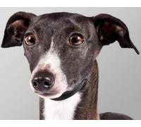 COKYIS Cross Stitch Kits for Adults Stamped Animal Greyhound 11CT Printed Cross Stitch Kit,Counted Embroidery Kits for Beginner Wall Art Home Decoration 40x50cm