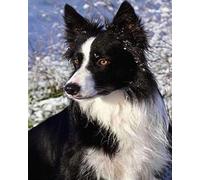 COKYIS Cross Stitch Kits for Adults Stamped Border Collie 11CT Printed Cross Stitch Kits,Counted Embroidery Kits for Beginner Wall Art Home Decoration 40x50cm