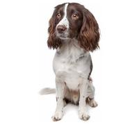 COKYIS Cross Stitch Kits for Adults Stamped Springer Spaniel 11CT Printed Cross Stitch Kit,Counted Embroidery Kits for Beginner Wall Art Home Decoration 40x50cm
