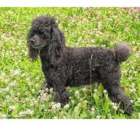 COKYIS Stamped Cross Stitch Kits Black Poodle 11CT Counted Printed Cross Stitch Kit,Preprinted Pattern Embroidery Starter Kit for Beginner Kids and Adults 40x50cm