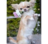 COKYIS Stamped Cross Stitch Kits Chihuahua 11CT Counted Printed Cross Stitch Kit,Preprinted Pattern Embroidery Starter Kit for Beginner Kids and Adults 40x50cm