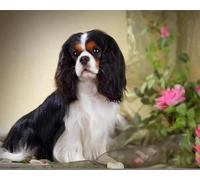 COKYIS Stamped Cross Stitch Kits Dog Animals 11CT Counted Printed Cross Stitch Kit,Preprinted Pattern Embroidery Starter Kit for Beginner Kids and Adults 40x50cm