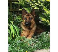 COKYIS Stamped Cross Stitch Kits German Shepherd 11CT Counted Printed Cross Stitch Kit,Preprinted Pattern Embroidery Starter Kit for Beginner Kids and Adults 40x50cm