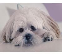 COKYIS Stamped Cross Stitch Kits Lhasa Apso 11CT Counted Printed Cross Stitch Kit,Preprinted Pattern Embroidery Starter Kit for Beginner Kids and Adults 40x50cm