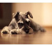 COKYIS Stamped Cross Stitch Kits Miniature Schnauzer 11CT Counted Printed Cross Stitch Kit,Preprinted Pattern Embroidery Starter Kit for Beginner Kids and Adults 40x50cm