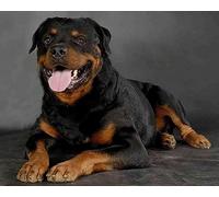 COKYIS Stamped Cross Stitch Kits Rottweiler 11CT Counted Printed Cross Stitch Kit,Preprinted Pattern Embroidery Starter Kit for Beginner Kids and Adults 40x50cm