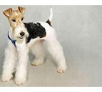 COKYIS Stamped Cross Stitch Kits Wirehaired Fox Terrier 11CT Counted Printed Cross Stitch Kit,Preprinted Pattern Embroidery Starter Kit for Beginner Kids and Adults 40x50cm