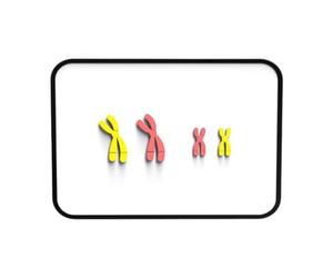 Colcolo Meiosis Chromosome Changes Model Learning Tools Biological Materials Teaching Experiment Demonstration Kit for Middle School, Red Yellow