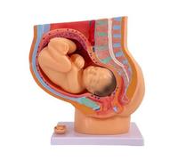 Colcolo Model Educational Model Uterus Model Fetus Model with Section PVC Secure Stand Suitable for Medical Education Classroom use Shelf Display, Natural Size 9-Month Pregnancy Model